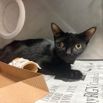 Thumbnail photo of Mama Moody #1