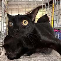 Thumbnail photo of Mama Moody #2