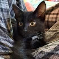 Thumbnail photo of Chewie #2