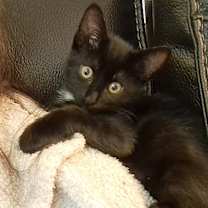 Thumbnail photo of Chewie #3