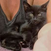 Thumbnail photo of Chewie #4