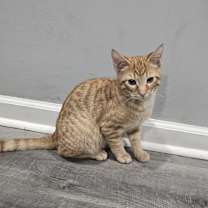 Thumbnail photo of Cuppachino #4