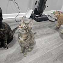 Thumbnail photo of Frappé #4