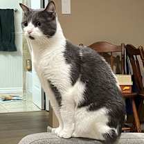 Thumbnail photo of binx #1