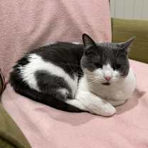 Thumbnail photo of binx #2