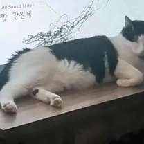 Thumbnail photo of Kitty Baby #2