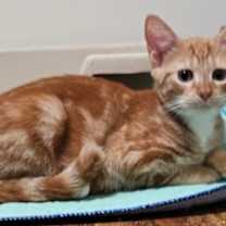 Thumbnail photo of Mac #3