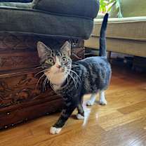 Thumbnail photo of Kraven #2