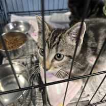 Thumbnail photo of Crumpet #4