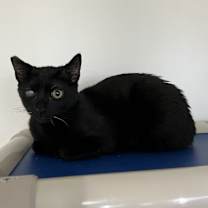 Thumbnail photo of Peekaboo #3