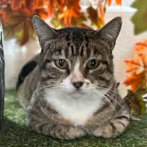 Thumbnail photo of Laney #1