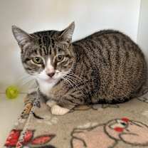 Thumbnail photo of Laney #3