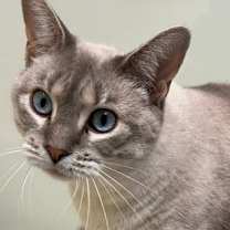 Thumbnail photo of Lilac #1