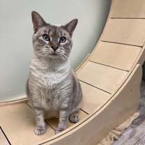 Thumbnail photo of Lilac #2