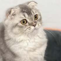adopt-pet