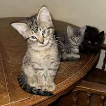 Thumbnail photo of Indy #2