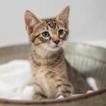 Thumbnail photo of Indy #4