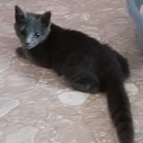 Thumbnail photo of Bella #1