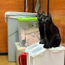 Thumbnail photo of Osiris #1