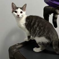 Thumbnail photo of Phoenix #1