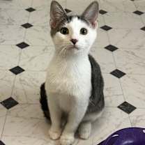 Thumbnail photo of Phoenix #2