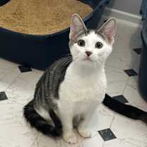 Thumbnail photo of Phoenix #3