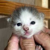 Thumbnail photo of Phoenix #4