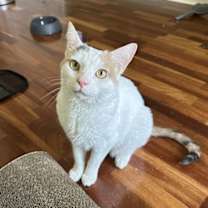 Thumbnail photo of Nugget #1