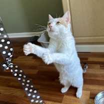 Thumbnail photo of Nugget #2