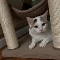 Thumbnail photo of Nugget #3