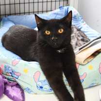 Thumbnail photo of Jackson #1