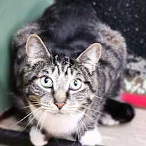 Thumbnail photo of Elvis #4