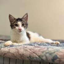 Thumbnail photo of Amethyst #1