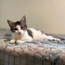 Thumbnail photo of Amethyst #2