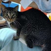 Thumbnail photo of Munchkin #1