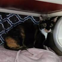 Thumbnail photo of Mariposa-Foster #1