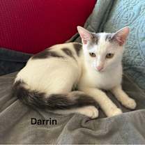 Thumbnail photo of Darrin #3