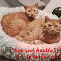 Thumbnail photo of Theo #4