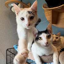 Thumbnail photo of Blue & Magenta #1