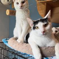 Thumbnail photo of Blue & Magenta #3