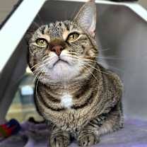 Thumbnail photo of C25-206 Felicity #2