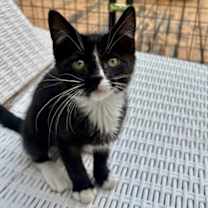 adopt-pet