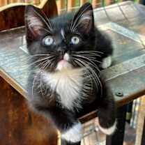 adopt-pet