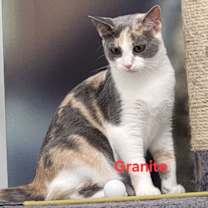 Thumbnail photo of Granite #2