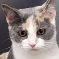 Thumbnail photo of Granite #3