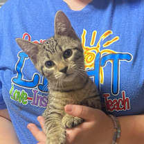 Thumbnail photo of Lambo #2