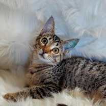 Thumbnail photo of Giada #2