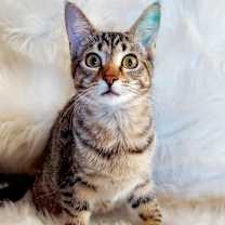 Thumbnail photo of Giada #3