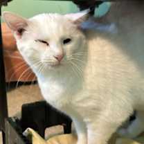 Thumbnail photo of Snow White #2