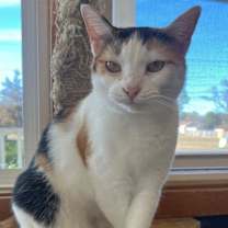 Thumbnail photo of Calie #1